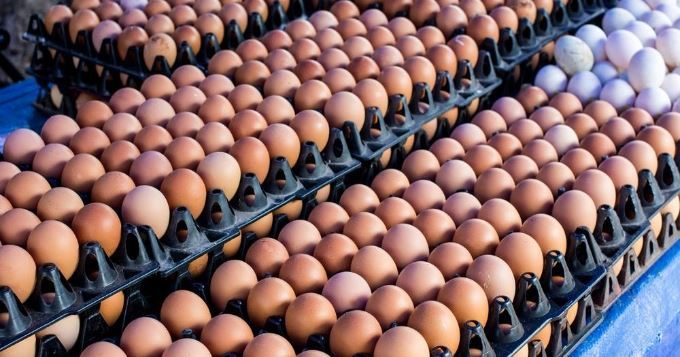 اولمبياد 2018: النرويج تحصل على 15 الف بيضة بدلا من 1500 بسبب خطأ