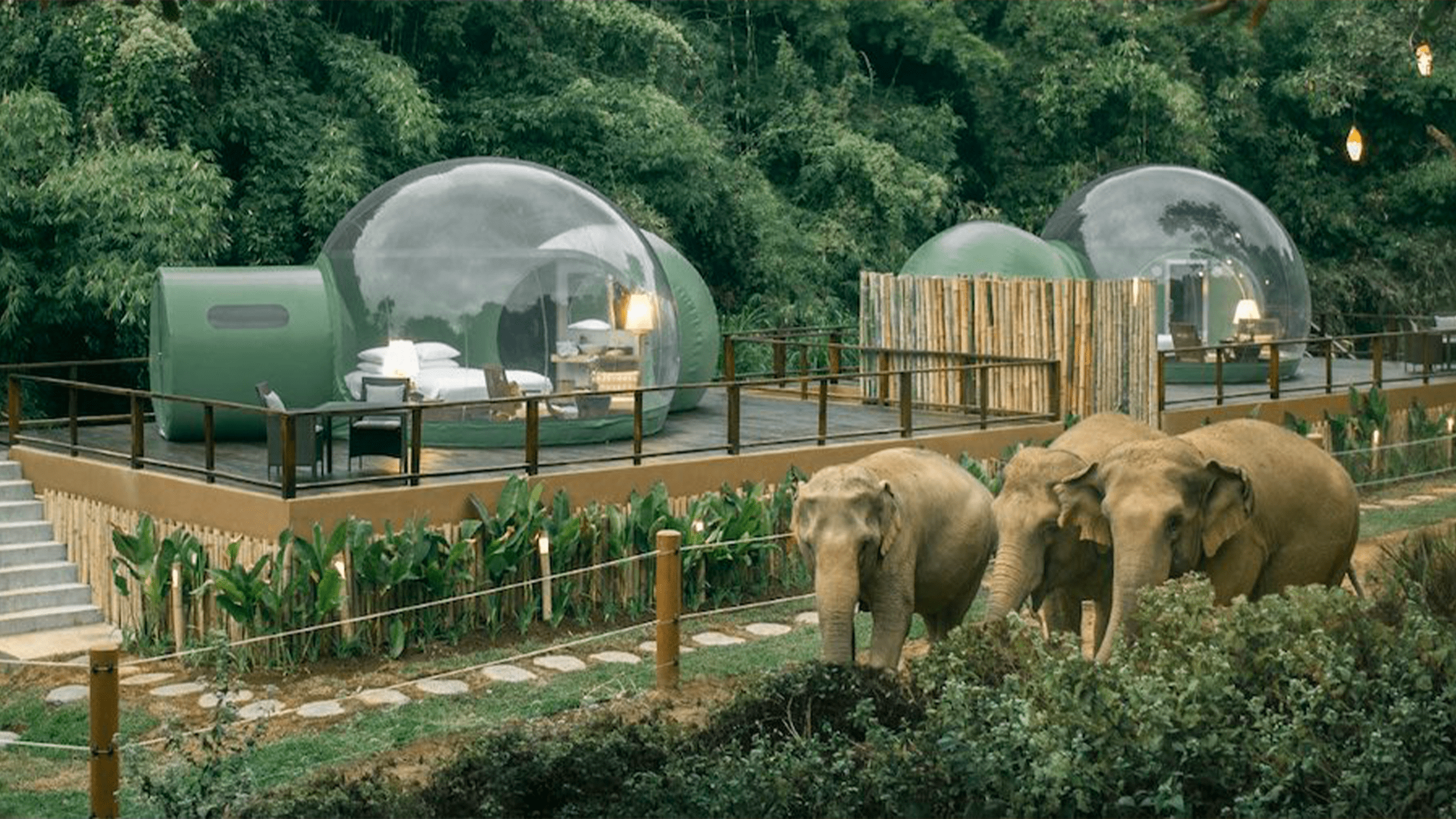 فيلة السياحة في طايلاند تعيش في محنة بسبب فيروس كورونا (زاوية)