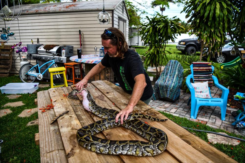 بالصور.. رجل في فلوريدا يصنع كمامات من جلود الأفاعي