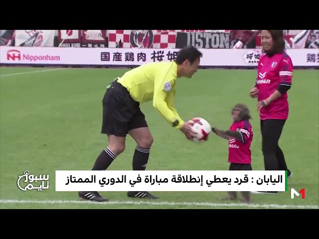 مشهد طريف لقرد يعطي انطلاق مباراة في الدوري الياباني