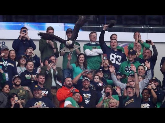 شاهد: نسر يحط على أحد المتفرجين قبل مباراة كرة قدم في الولايات المتحدة…