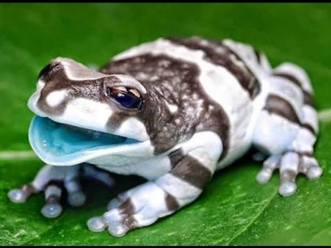 فلوريدا: حالة من ذعر تصيب الأمريكيين بسبب انتشار ضفادع يعتقد انها سامة